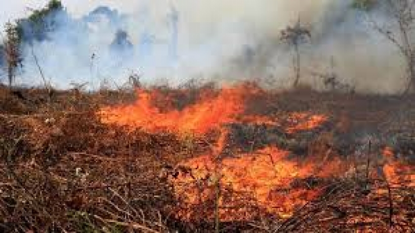 Gambar ilustrasi kebakaran hutan