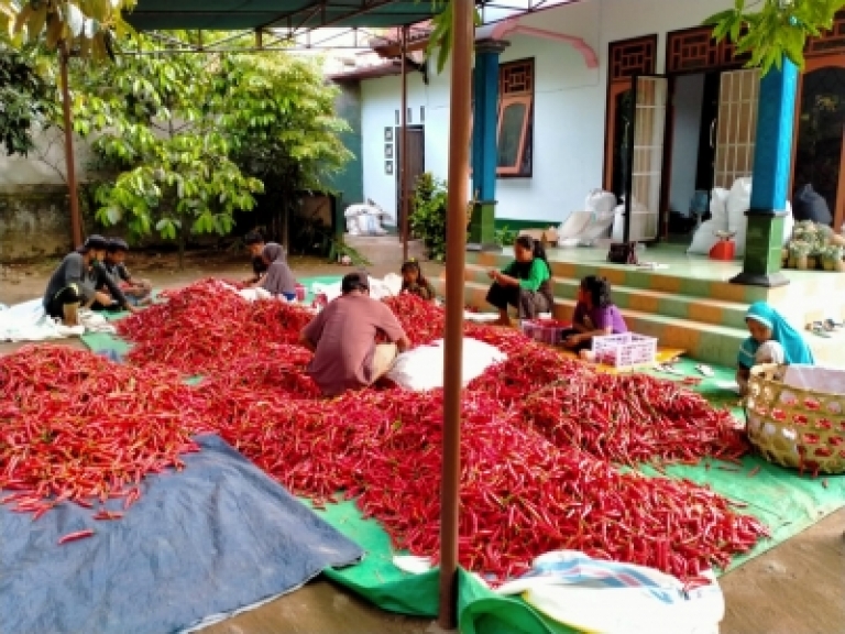 Masyarakat saat melakukan sortasi dan pemetikan pangkal cabai, produksi petani cabai di kaki Gunung Rinjani (Foto: ist)
