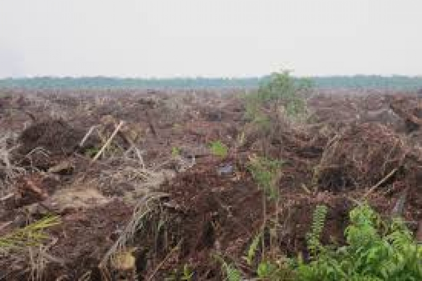 Ilustrasi lahan gambut 