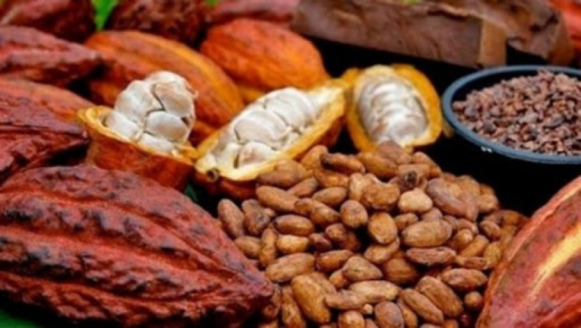 ilustrasi biji kakao (Foto/ist)