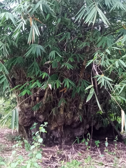 Bambu tua yang menyimpan cerita injil di kampung Saray, Distrik Sidey, Kabupaten Manokwari, Provinsi Papua Barat. [Foto: WRP]