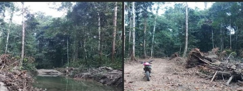 Kondisi Mata air sungai Jopari-Weror Batu Korano Hutan Adat dan hutan konservasi sebelum dan sesudah yang rusak akibat pembalakan hutan dan Mega proyek Jalan Trans Papua Mame-Windesi. [Foto: Mikel I. Werbete]