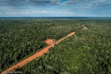 Hutan Papua. [Foto: Ulet Ifansasti/Greenpeace]