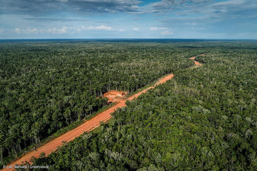 Hutan Papua. [Foto: Ulet Ifansasti/Greenpeace]