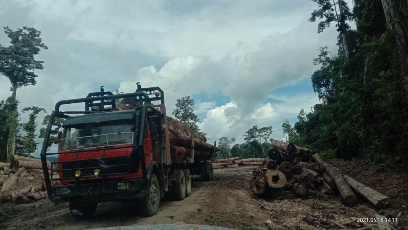 Puncak Gunung Waro diratakan jadi tempat penampung kayu. [Foto: JP/MW]