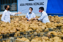Presiden Jokowi saat meninjau fasilitas pabrik pengolahan porang PT Asia Prima Konjac, Kamis (19/08/2021). [Foto: BPMI Sekretariat Presiden/Laily Rachev]