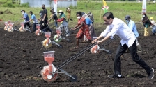 Presiden: Tingkatkan Produktivitas Sektor Pertanian di Papua Barat. [Foto: Kominfo RI]
