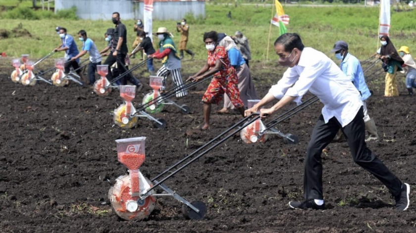Presiden: Tingkatkan Produktivitas Sektor Pertanian di Papua Barat. [Foto: Kominfo RI]