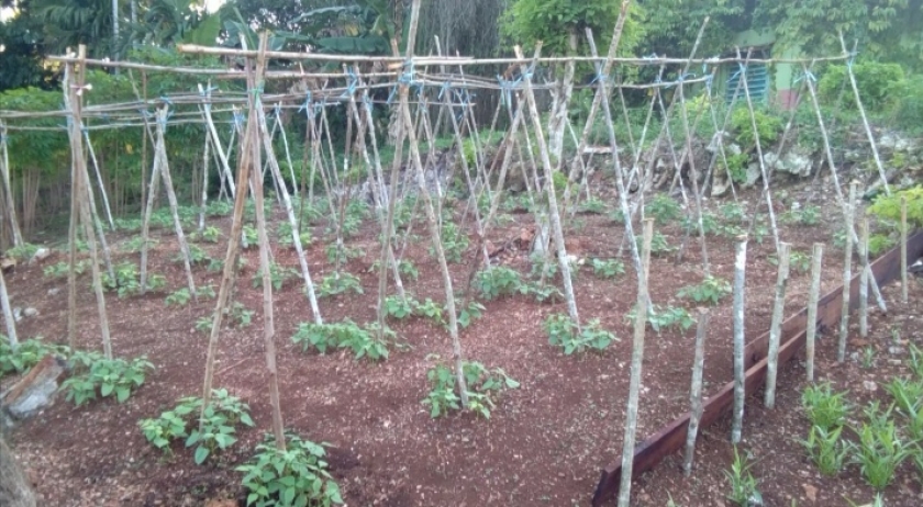 Dorong Kemandirian Pangan, Kelompok Wanita Tani Bangun Demplot di Biak. [Foto: JP/LR]