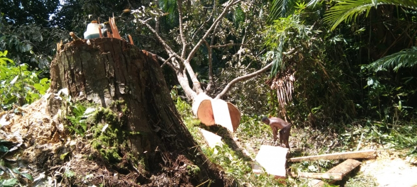 Inisiatif Jemaat, Dinding Pastori Rapuh Diganti Papan Pohon Durian. [Foto: MW]