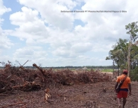 Deforestasi di konsesi PT Plasma Nutfah Marind Papua. [Foto: Okto]