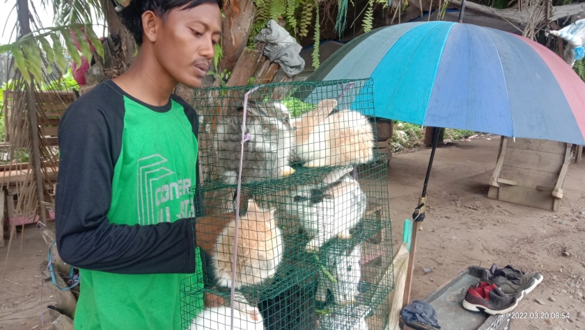 Penjual Kelinci Hias Asal Bengkulu Ini Laris Manis di Bintuni. [Foto: MW]
