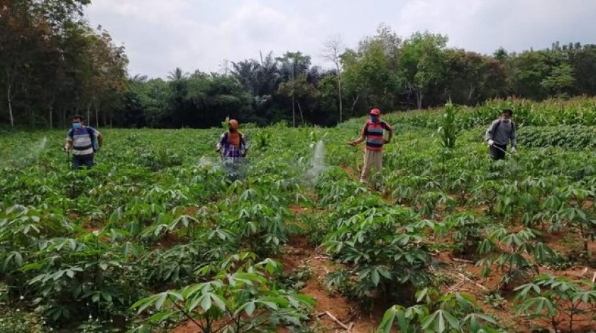 Indonesia Punya Tanaman Penghasil Emas. [Foto: tribratanews]