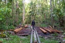 Warga Kampung Oyengsi, Distrik Nimblong saat patroli melihat kayu yang diduga ditebang secara ilegal di kawasan hutan adat Fwam Bu, Distrik Nimbokrang, Kabupaten Jayapura, Papua. [Foto: Kompas/Emanuel Gobay]
