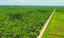 Ilustrasi Lahan. [Foto: Antara]