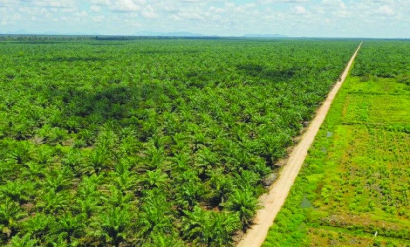 Ilustrasi Lahan. [Foto: Antara]