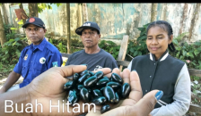 Buah Hitam Piarawi, Kekayaan Emas Hitam Teluk Wondama